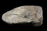 Very Rare Ankylosaur Claw With Stand - Texas #35163-3